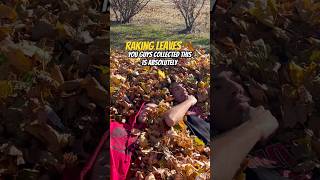 Raking leaves 🍂 beckyvlogs rakingleaves fall november family [upl. by Arlan798]