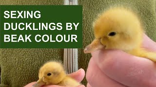 How to tell the sex of Welsh Harlequin ducklings by beak colour Autosexing ducklings [upl. by Corso]