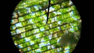 plasmolyse waterpest plasmolysis in Elodea [upl. by Moitoso]