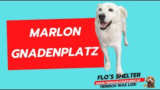 Marlon  verletzt gefunden 😔 [upl. by Marguerite]