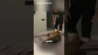 Aşırı Agresif Kedi Sahibi Gelince Özüne Dönüyor 🐈 arielcaracat [upl. by Ki]