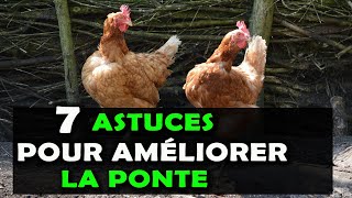 AVICULTURE Voici 7 astuces pour améliorer la ponte chez les poules pondeuses Elevage de Poulet [upl. by Niowtna]