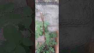 climbing rose plant shorts ytshorts ratnakarJadhav [upl. by Fowkes]