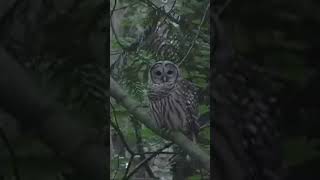 Barred owl in Langley forest [upl. by Diraj]