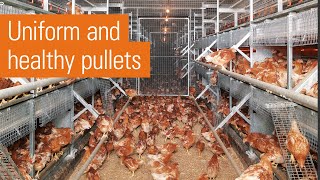 Efficient egg production in laying aviaries  NATURA rearing [upl. by Coad474]