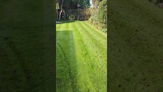 Scarifying and aerating THIS lawn to keep it LUSH [upl. by Van337]