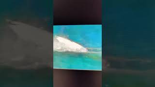 Shark attack caught on tape at surfing competition [upl. by Ardath]