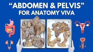 All Abdomen amp Pelvis Organs in just 20 minutes  For Anatomy Viva [upl. by Putnem]