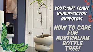 383 PlantMas Spotlighting My New Australian Bottle Tree Brachychiton rupestris  Care Tips [upl. by Ahtiuqal]