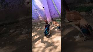 funnychicken entertain husbandwifetamilcomedy tamil [upl. by Balac]