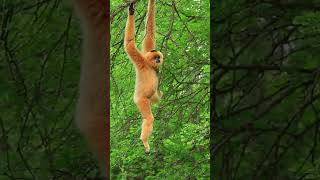 GIBBON SOUND EFFECTS  Hanging with the Gibbons short shorts [upl. by Virgilio]