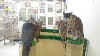 Falcon for sale in bird market [upl. by Bruning]