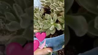 Echeveria setosa like suculentas [upl. by Eittah234]