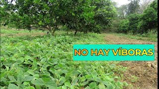 🐍 No hay Víboras dentro de la Soya Forrajera ¿Por qué  Coberturas para Manejo de Arvenses [upl. by Anasor522]