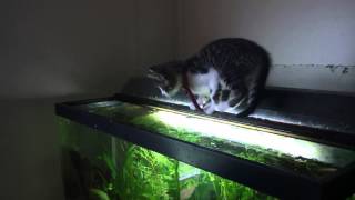 kitten falls in fish tank [upl. by Kissie]