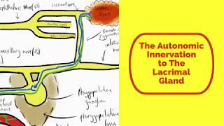 The Autonomic Innervation to The Lacrimal Gland [upl. by Htrahddis]