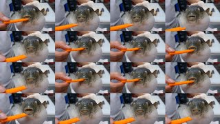 Pufferfish Eating A Carrot 1398052 times [upl. by Oine111]