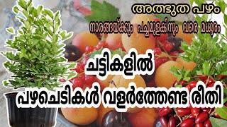 Fruit tree malayalam  How to grow fruit plants in pot  Miracle fruit tree Container Gardening [upl. by Etneciv]