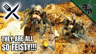 FEEDING ALL Dwarf Tarantulas [upl. by Remle522]