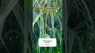 Les cannes de Provence Arundo donax garden vegetosphere poacées [upl. by Alaehs]