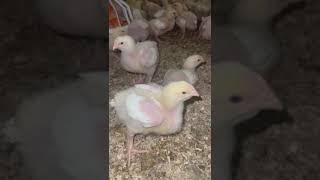 Mycoplasma Synoviae chicken birds farming [upl. by Noelyn]