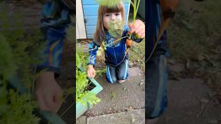 Toddler Grows Her Own Vegetables Planting amp Harvesting Chantenay Carrots growyourown kidsgarden [upl. by Ham]