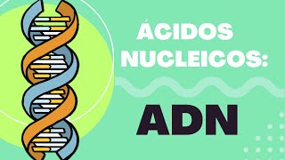 ¿Qué es el ADN  Estructuras del ADN Función y Propiedades 🧬 [upl. by Arleta210]