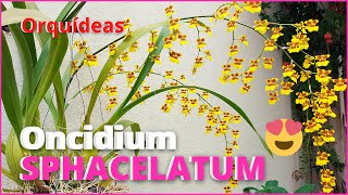 ORQUÍDEA ONCIDIUM SPHACELATUM  Floração e dicas de Cultivo 🌸🥰 [upl. by Petuu660]