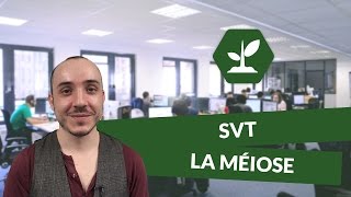 La méiose  SVT  TS  digiSchool [upl. by Yragerg]