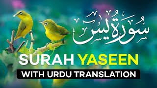 Surah Yasin  Yaseen  with Urdu Translation  Quran Tilawat Beautiful Voice  Hindi Tarjuma [upl. by Stout902]