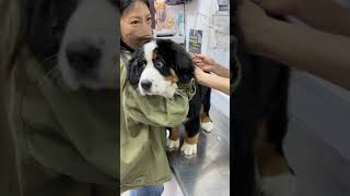 A cute Bernese Mountain Dog is scared to be vaccinated [upl. by Ardnikat]