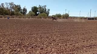 Gymkhana in Marana horse [upl. by Tita]