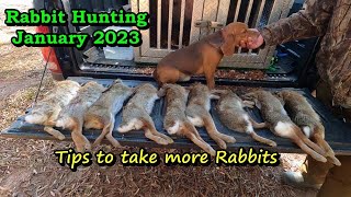 Hunting rabbits with fast dogsHow to train dogs to run rabbitsRabbit hunting in South Carolina [upl. by Haram]