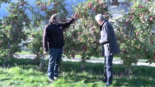 Cette année pommes et poires permettent aux producteurs valaisans de gagner leur vie [upl. by Augustina]