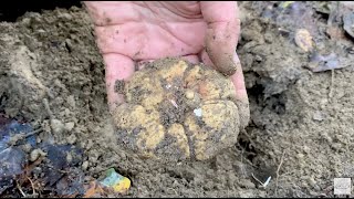 White truffle hunting  Ricerca tartufo Bianco trifola [upl. by Alasdair]