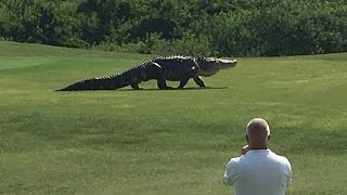 Giant Gator Walks Across Florida Golf Course  GOLFcom [upl. by Starks]