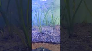 Guppy fish tank 🐟🐠🦈 setup with sand and plants ☘️ ytshorts asiatic aquarim fish [upl. by Irod]