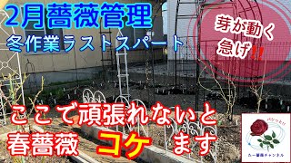 急いで下さい💦芽が動く‼️【2月薔薇管理】冬作業ラストスパートで春薔薇爆咲きだ🌹 [upl. by Nalloh310]