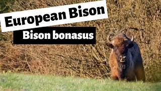 Wisent European bison reintroduction Bison bonasus Conservation success Poloniny Slovakia [upl. by Riti504]