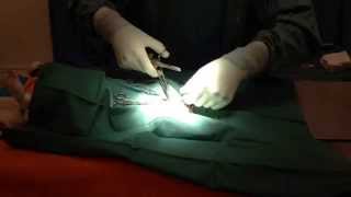 Behind the scenes in our Veterinary Surgical Theatre Desexing a male dog neutering [upl. by Annabela]