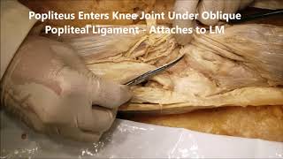 KNEE 4 Femoro Tibial Joint from Behind – FCL Lateral Meniscus PCL with Clinicals – Sanjoy Sanyal [upl. by Hudgens]