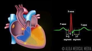 Cardiac Conduction System and Understanding ECG Animation [upl. by Vogele]