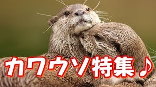 【カワウソ特集♪01】Lutrinae 可愛すぎる動物たち！おもしろ！ハプニング！犬 猫 動物 爆笑 [upl. by Ritchie]