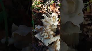 Helvella crispa [upl. by Stacie]