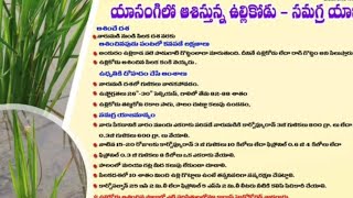 యాసంగిలో వరిలో ఉల్లి కోడు నివారణ చర్యలు how to control gall midge in paddy Rabi season [upl. by Resee]