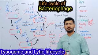 56 life cycle of Bacteriophage  Lysogenic  Lytic life cycle of Bacteriophage Fsc class 11 Biology [upl. by Novek]