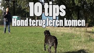 Dog School 10 Tips voor loslopende honden terug te leren komen [upl. by Dud557]