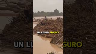 Perro rescatado en las inundaciones 🐶 [upl. by Reo]