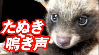 赤ちゃんタヌキの鳴き声 raccoon dog fight [upl. by Asik143]