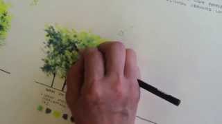 Rendering trees using colored pencil [upl. by Mikey]